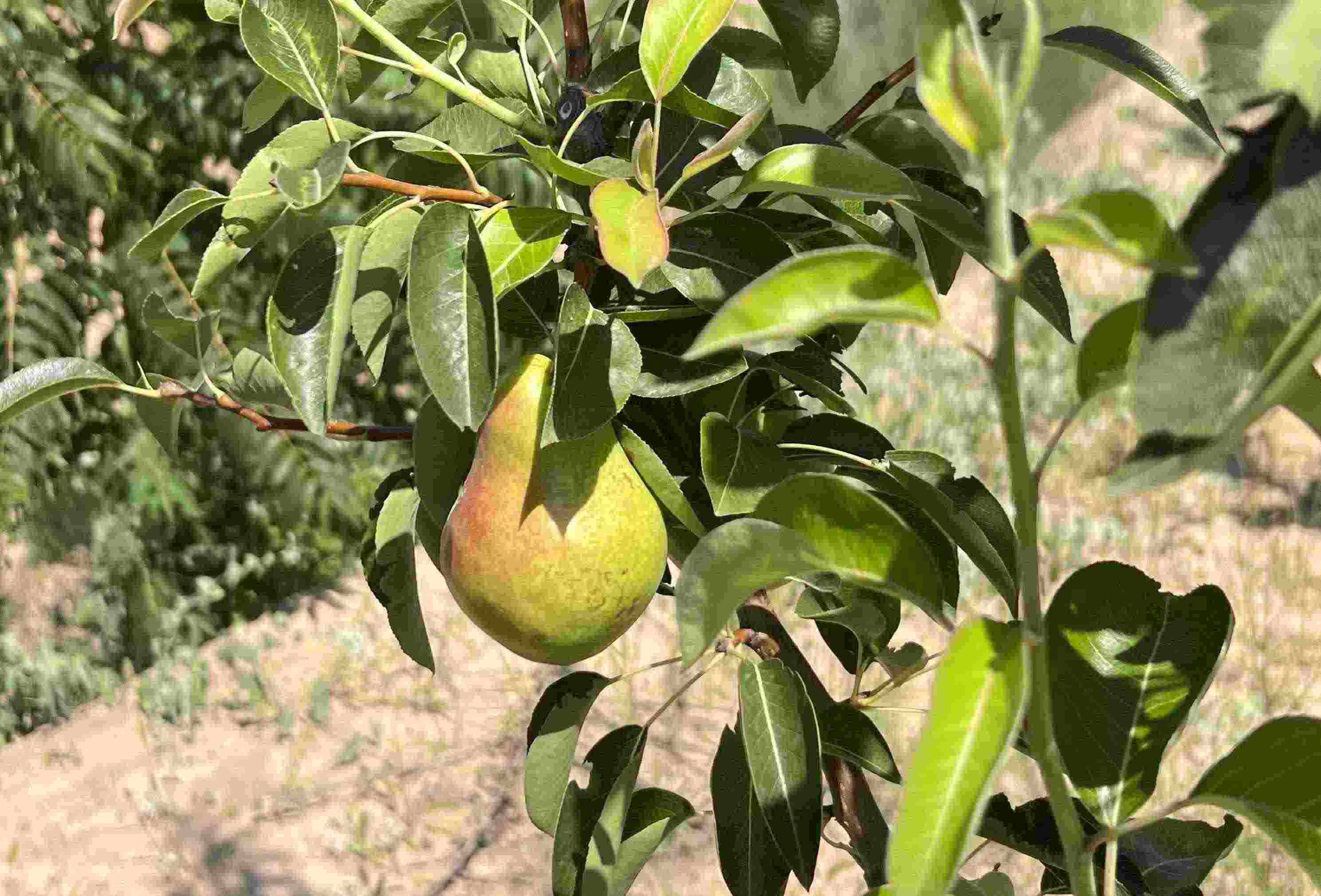 青梨基地果樹上的幼果。人民網記者 王連香攝