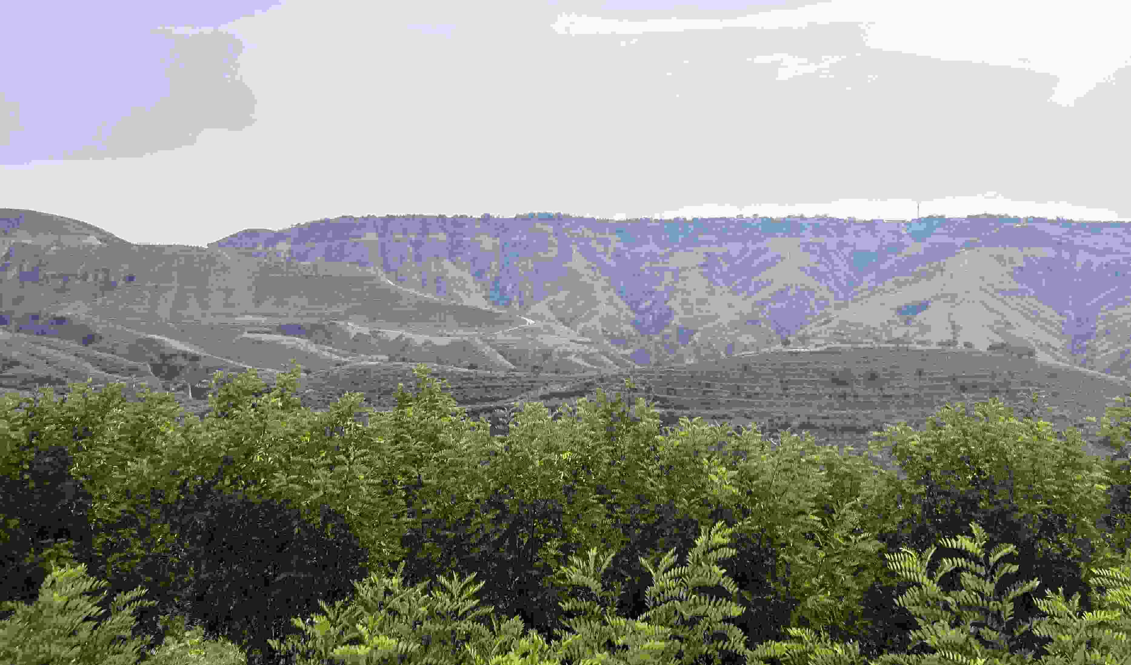 吳堡縣沿黃生態(tài)林。人民網記者 王連香攝