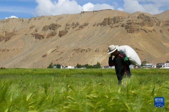 8月12日，西藏阿里地區(qū)普蘭縣赤德村村民在青稞田里勞作。