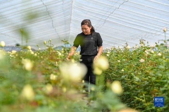 8月17日，吉林省德惠市朱城子鎮(zhèn)沿河村程雪家庭農(nóng)場的負(fù)責(zé)人楊雪在查看玫瑰花長勢。新華社記者 張楠 攝