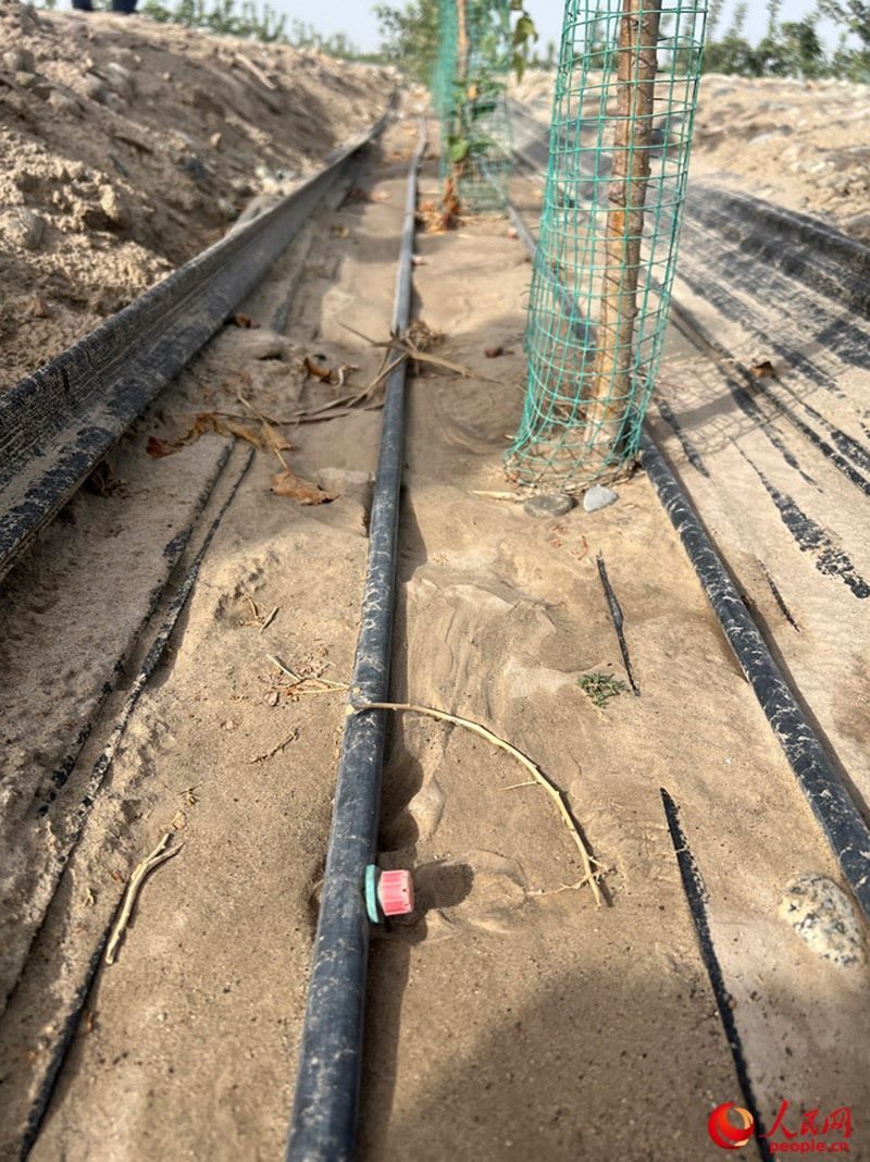 水肥一體化滴灌技術(shù)，可極大節(jié)約用水量。人民網(wǎng)記者 常雪梅攝