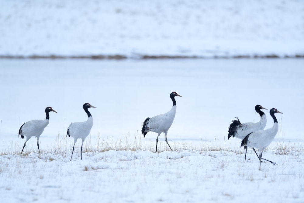 2021年10月21日在三江源國(guó)家公園黃河源園區(qū)內(nèi)拍攝的黑頸鶴。新華社記者 張龍 攝