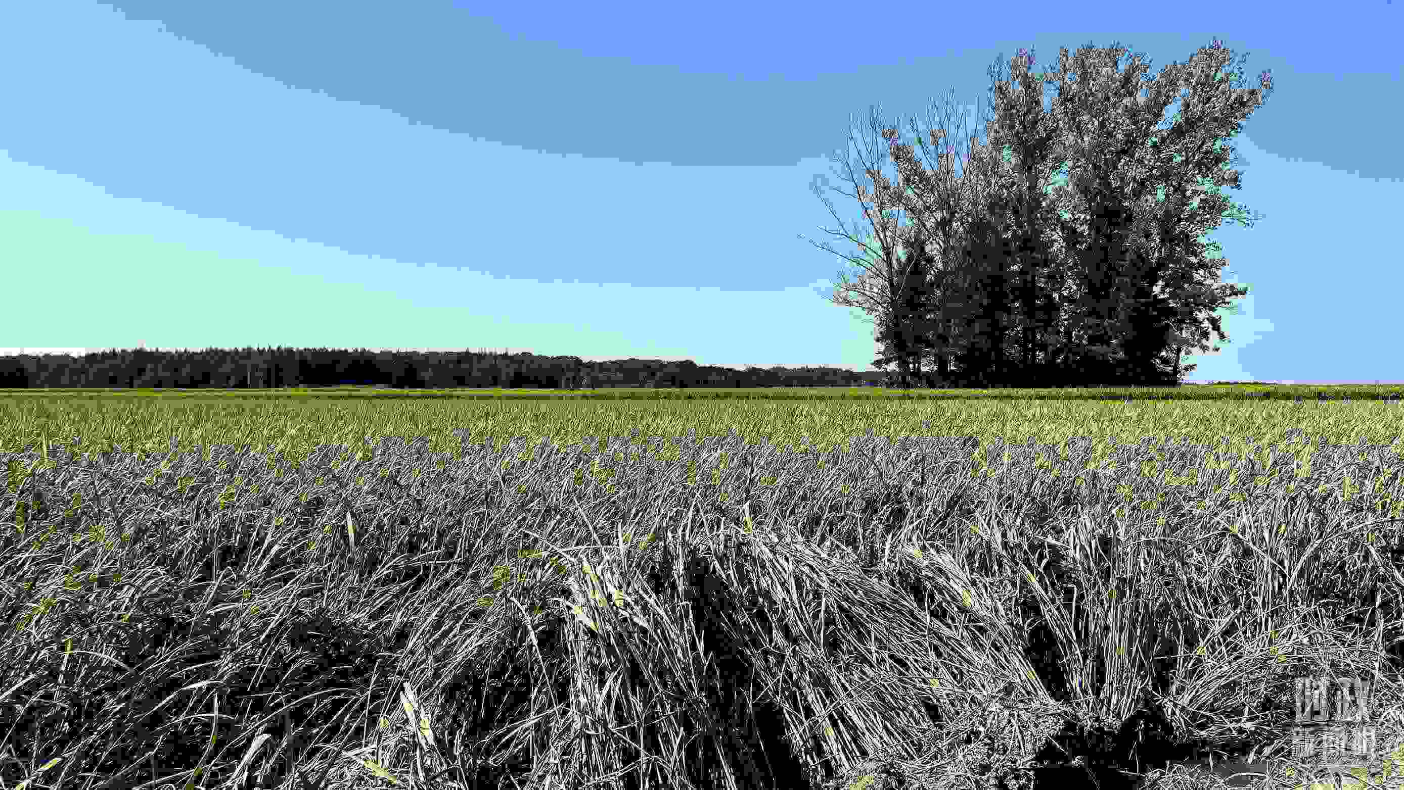 △龍王廟村遭受洪澇災害的農田。（總臺央視記者邢彬拍攝）