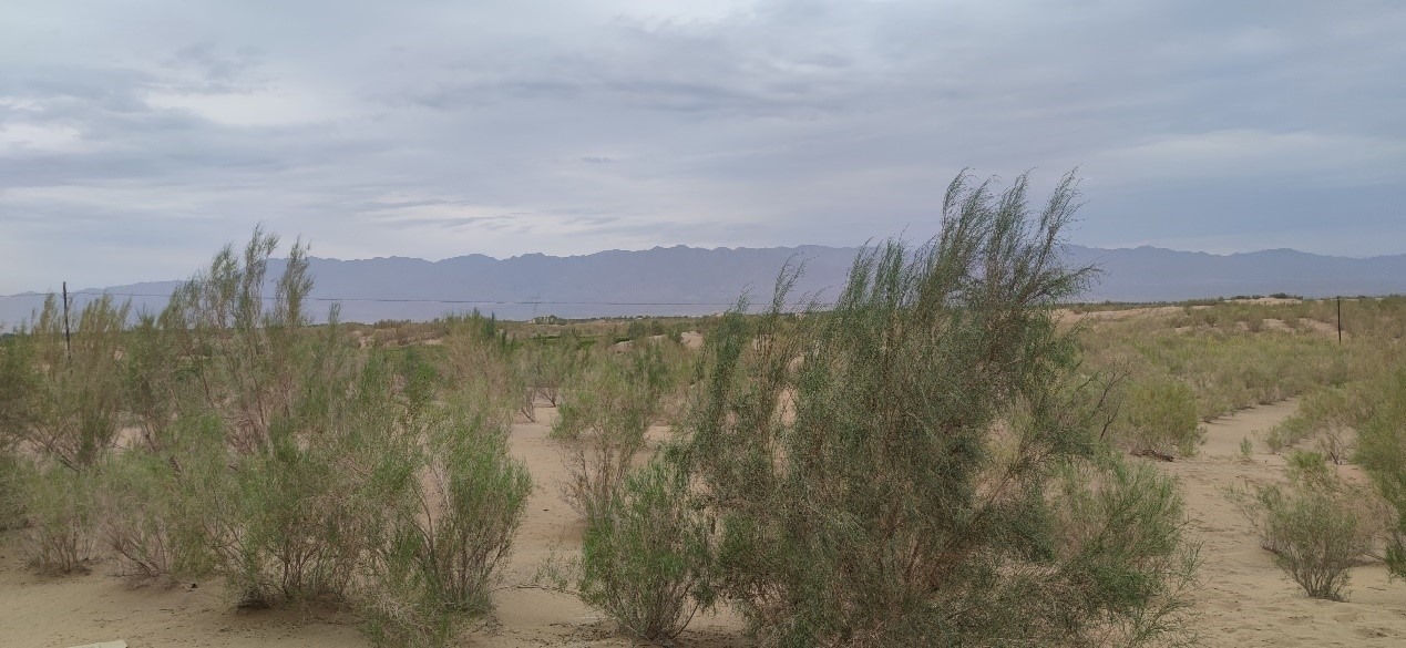 曾經(jīng)的荒漠現(xiàn)已被大面積梭梭林覆蓋。張璐璐 攝