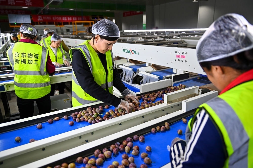 在新疆伽師縣粵伽新梅產(chǎn)業(yè)園內(nèi)的京東物流新疆智能供應(yīng)鏈中心，員工在智能分揀線檢查分選好的新梅（2023年8月30日攝）。新華社記者 丁磊 攝