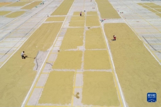 9月16日，村民在貴州省黔東南苗族侗族自治州丹寨縣金泉街道晾曬稻谷（無人機(jī)照片）。