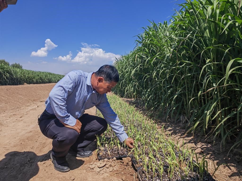 高級(jí)農(nóng)藝師周興德向記者介紹巨菌草幼苗（2023年9月1日攝）。新華社記者馬麗娟 攝