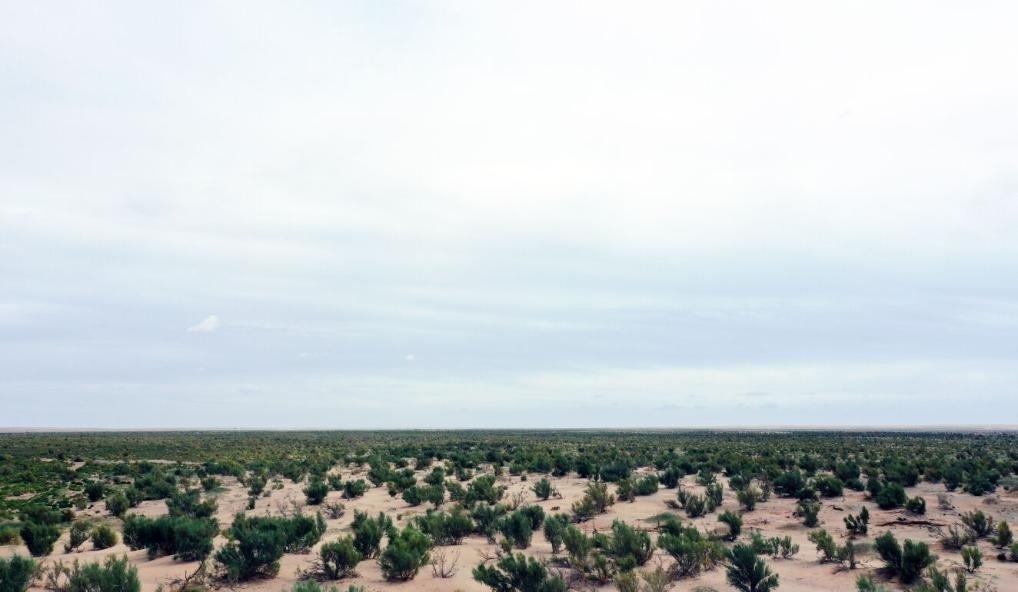 經(jīng)過封禁保護(hù)和人工種植梭梭后恢復(fù)綠色的草場(chǎng)（2023年9月12日攝）。新華社記者李云平 攝