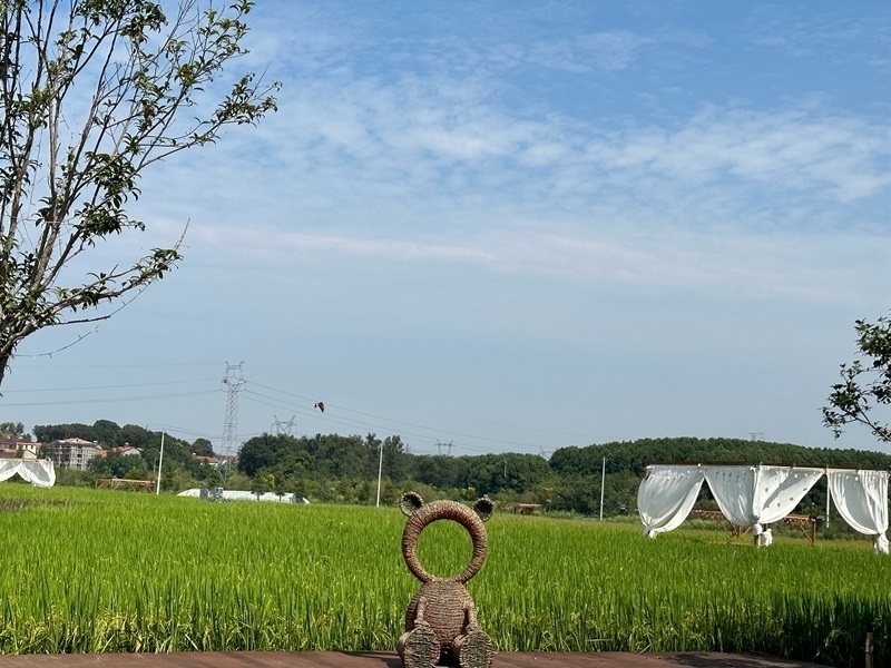 林語未來村打造農(nóng)家畈田園綜合體。人民網(wǎng) 王紹紹攝