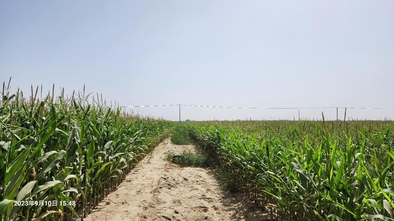 玉米改良40天后對(duì)比（左邊為改良組，右邊為對(duì)照組）。胡樹文團(tuán)隊(duì)供圖