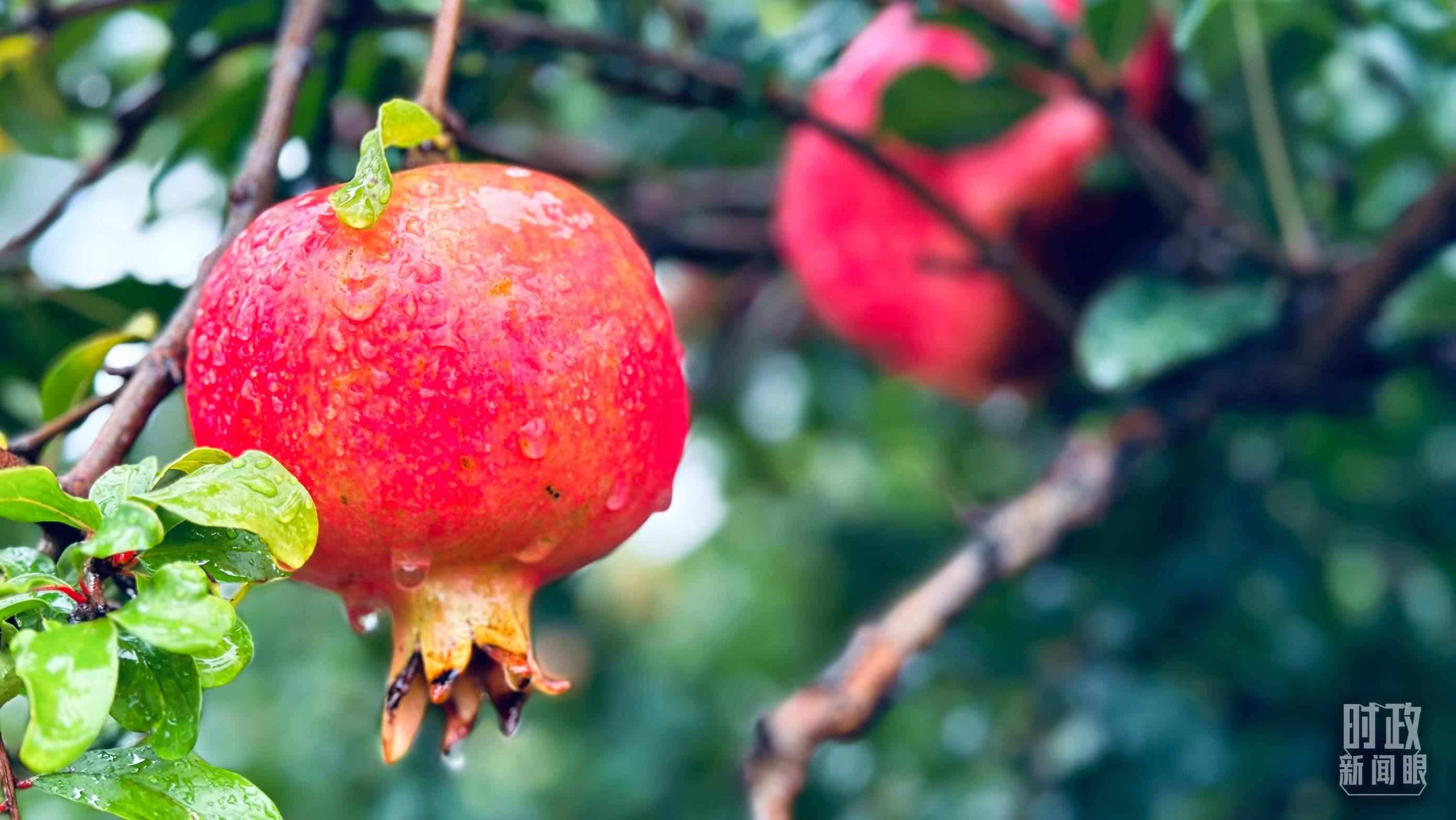 △一場(chǎng)秋雨過后，石榴更顯晶瑩。（總臺(tái)央視記者李輝、范一鳴拍攝）