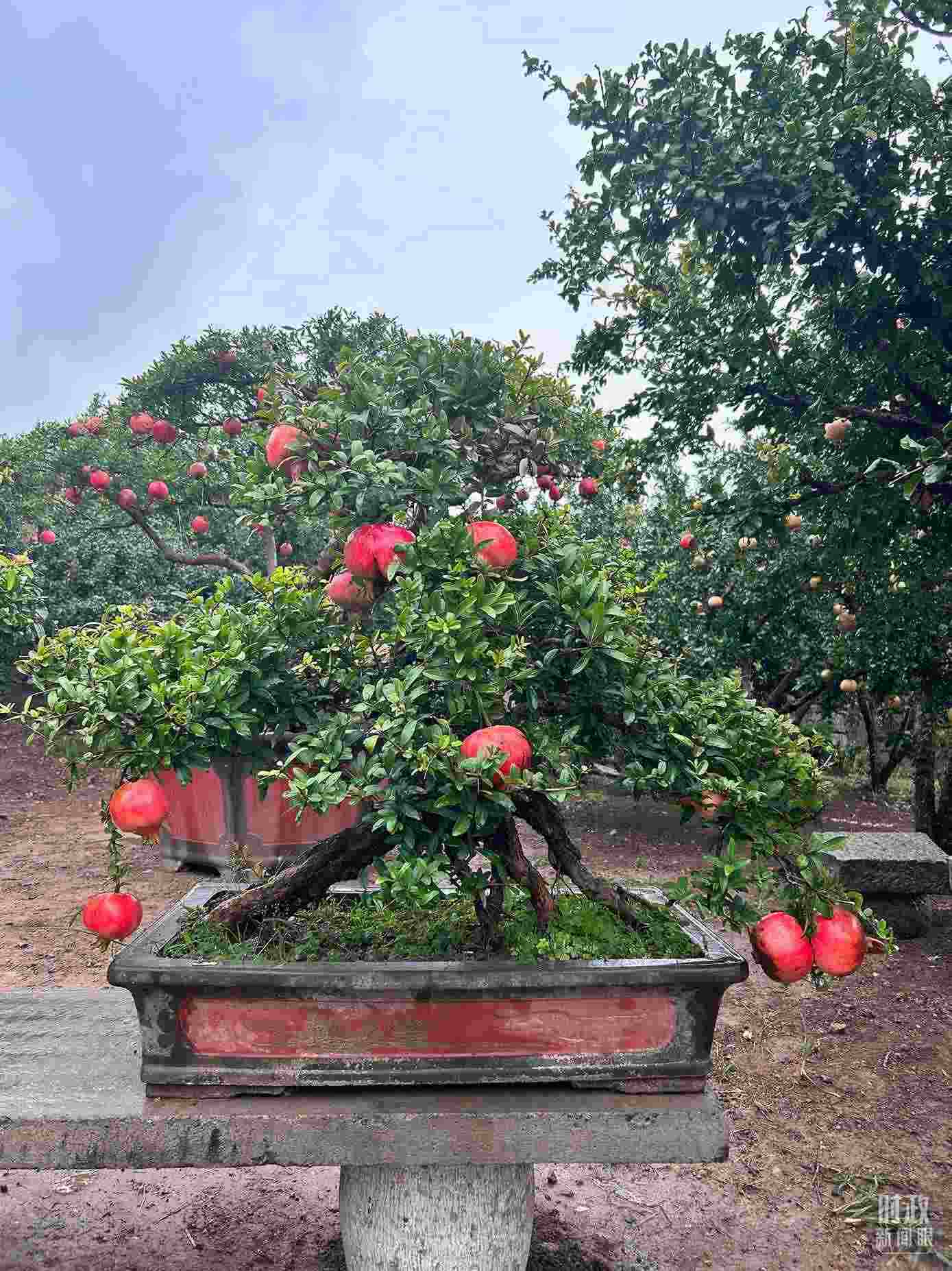 △冠世榴園內(nèi)的石榴盆栽。（總臺(tái)央視記者黎兵拍攝）