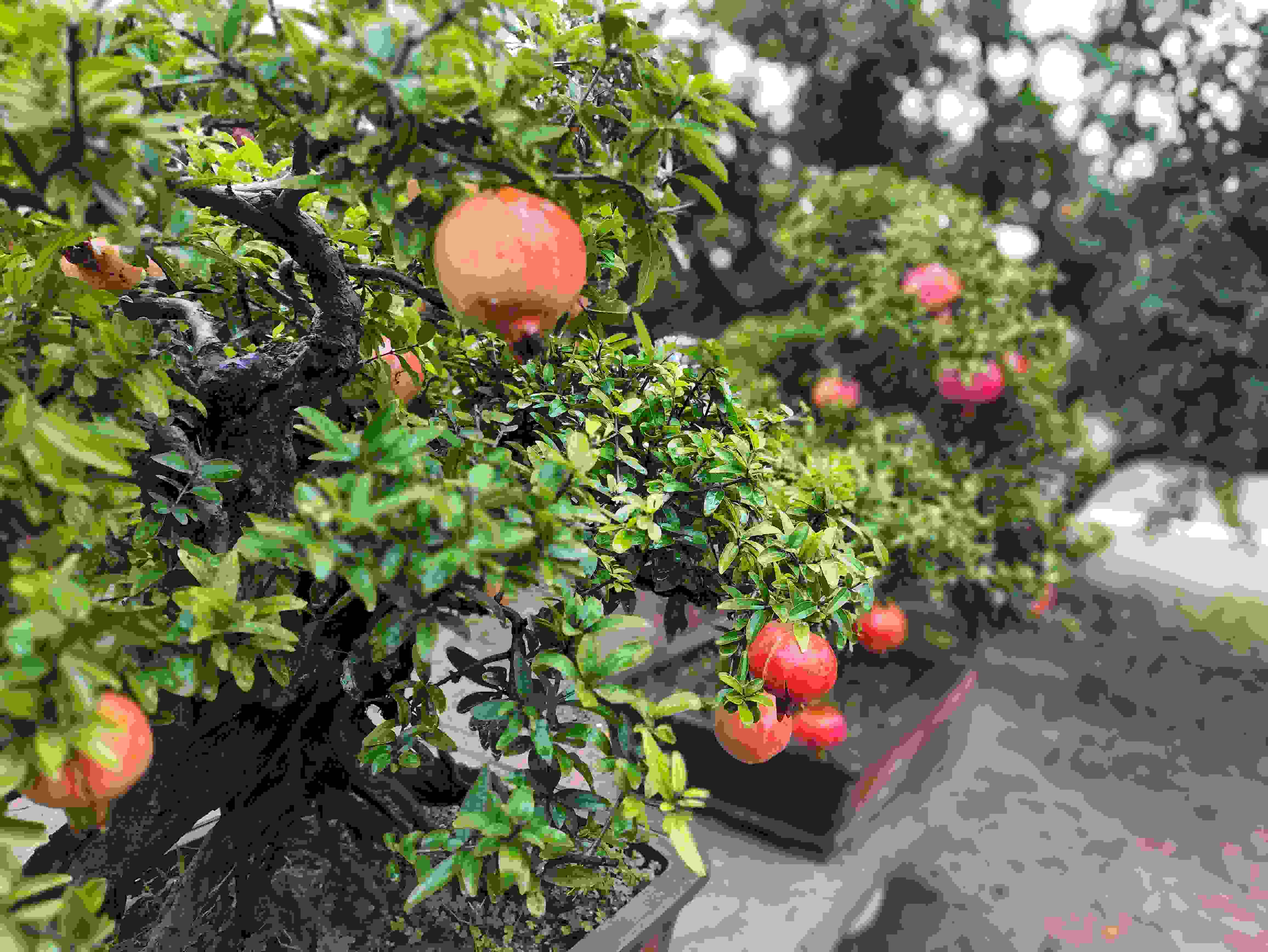 △石榴的發(fā)展帶動了當?shù)厥衽杈爱a(chǎn)業(yè)。（總臺央視記者鐘信偉拍攝）