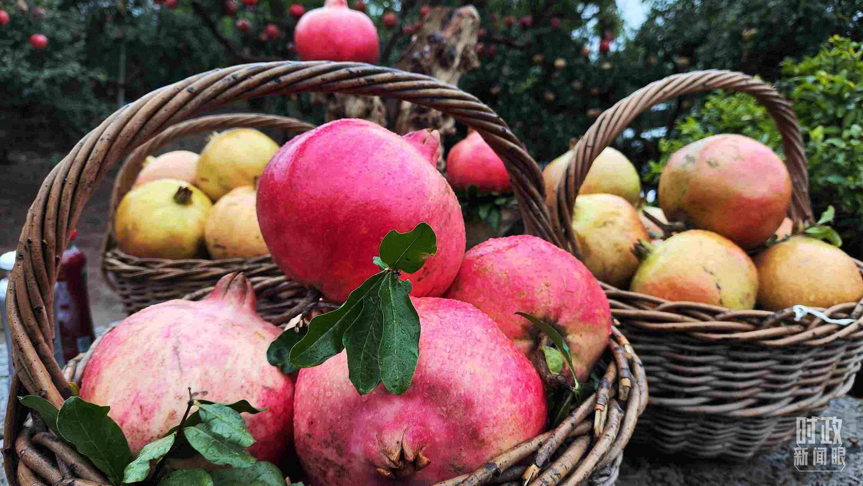 △種植園內(nèi)新鮮采摘的石榴。（總臺(tái)央視記者鐘信偉拍攝）