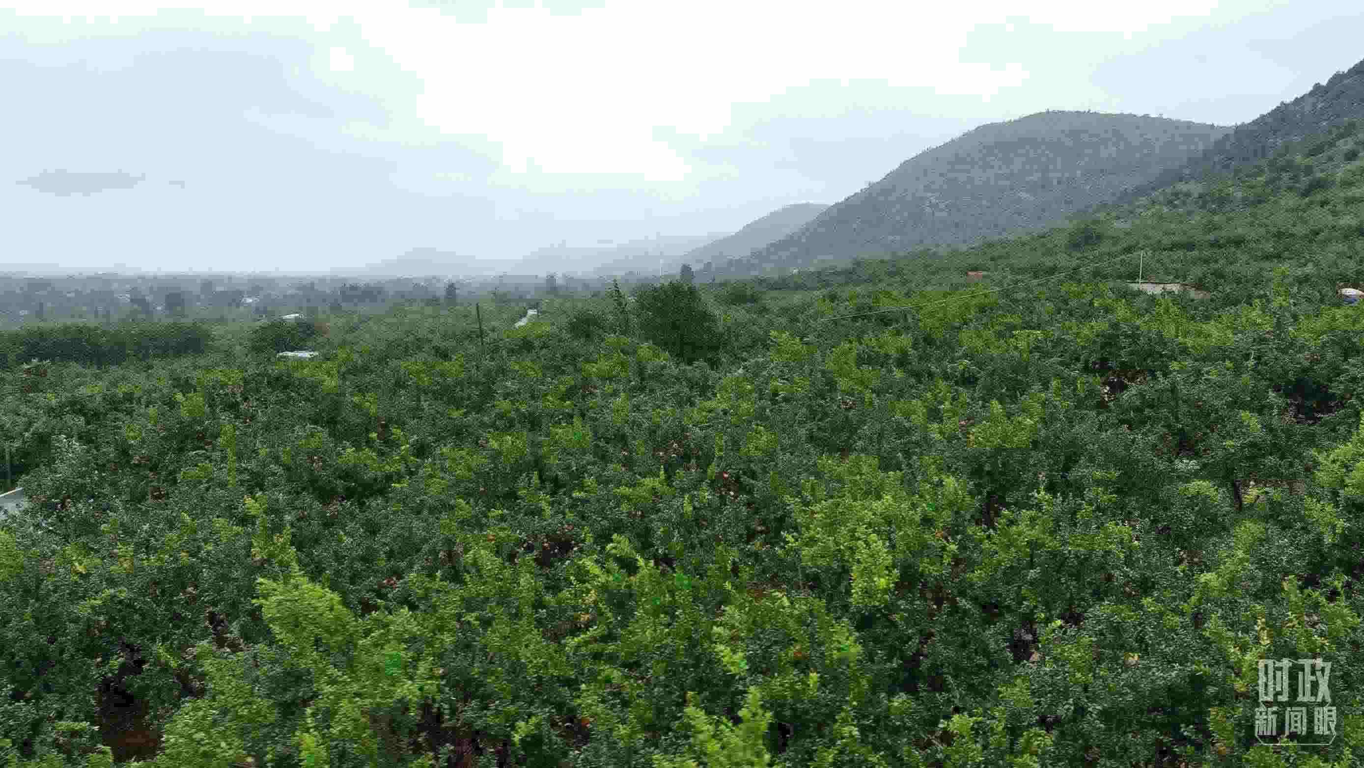 △山東棗莊冠世榴園。（總臺(tái)記者韓森、張鵬拍攝）
