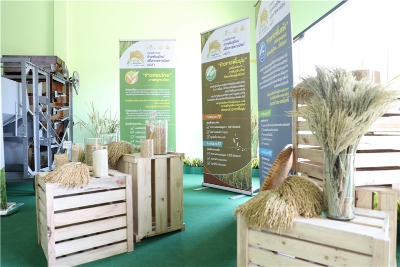 圖為泰國(guó)農(nóng)業(yè)與合作社部培育的優(yōu)質(zhì)稻種。泰國(guó)商務(wù)部供圖