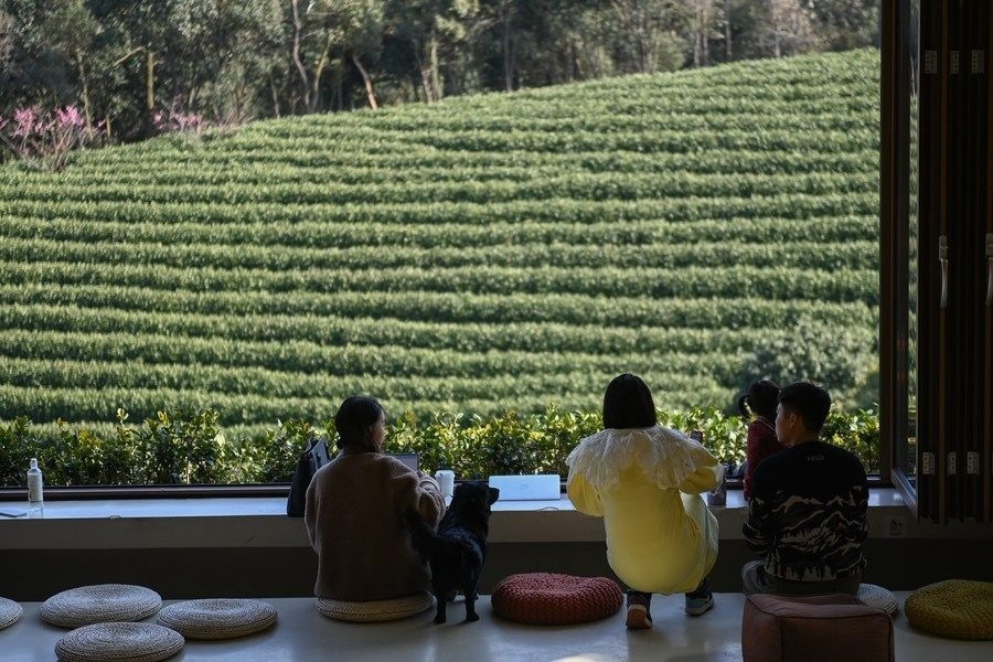 游客在浙江省安吉縣黃杜村萬畝茶園邊的咖啡館休閑（2023年2月21日攝）。