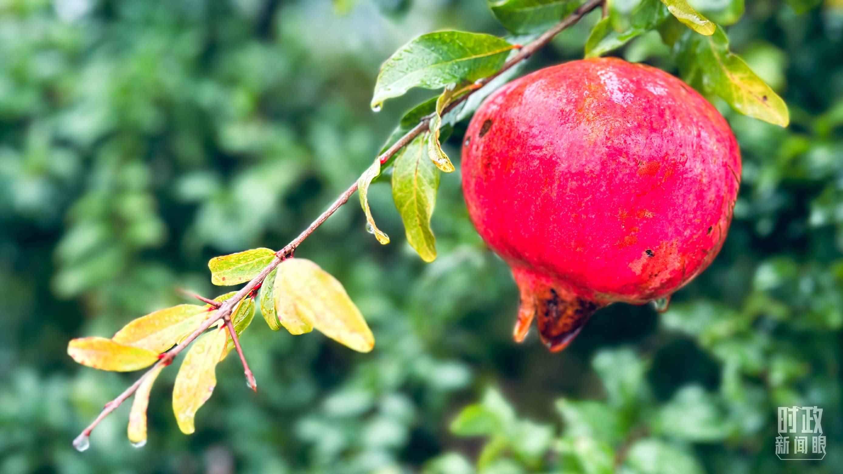 △山東省棗莊市冠世榴園，石榴紅了。（總臺(tái)央視記者范一鳴拍攝）