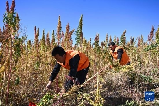 9月28日，農(nóng)民參加內(nèi)蒙古武川縣首屆藜麥開(kāi)鐮節(jié)割藜麥比賽。