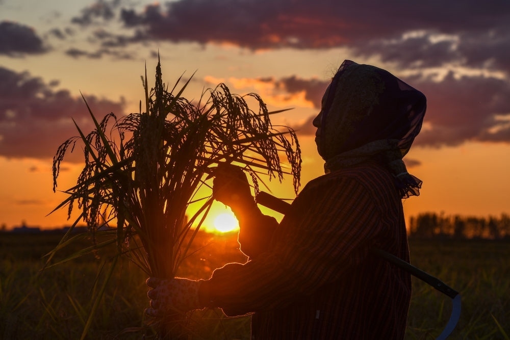 農(nóng)民在吉林省吉林市永吉縣萬(wàn)昌鎮(zhèn)花家村收割水稻（2023年9月12日攝）。新華社記者 張楠 攝