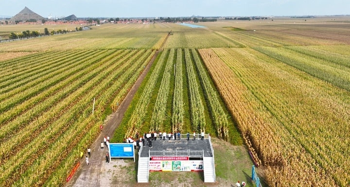 在遼寧省鐵嶺縣蔡牛鎮(zhèn)，外地農(nóng)民到張莊玉米合作社的大田里學(xué)習(xí)玉米選種和栽種技術(shù)（2023年9月26日攝，無(wú)人機(jī)照片）。新華社記者 楊青 攝