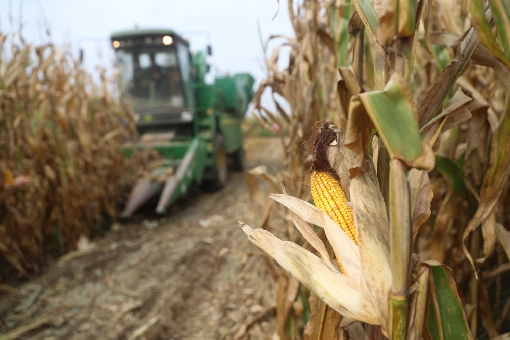 在遼寧省鐵嶺縣蔡牛鎮(zhèn)玉米田里，農(nóng)民駕駛農(nóng)機(jī)收割玉米（2023年9月26日攝）。新華社記者 楊青 攝