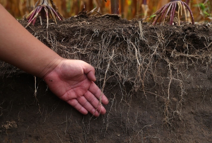 在遼寧省鐵嶺縣蔡牛鎮(zhèn)，張莊玉米合作社的農(nóng)民向外地農(nóng)民介紹黑土地保護(hù)和玉米秸稈還田情況（2023年9月26日攝）。新華社記者 楊青 攝
