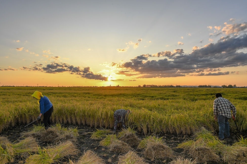 農(nóng)民在吉林省吉林市永吉縣萬(wàn)昌鎮(zhèn)花家村收割水稻（2023年9月12日攝）。新華社記者 張楠 攝
