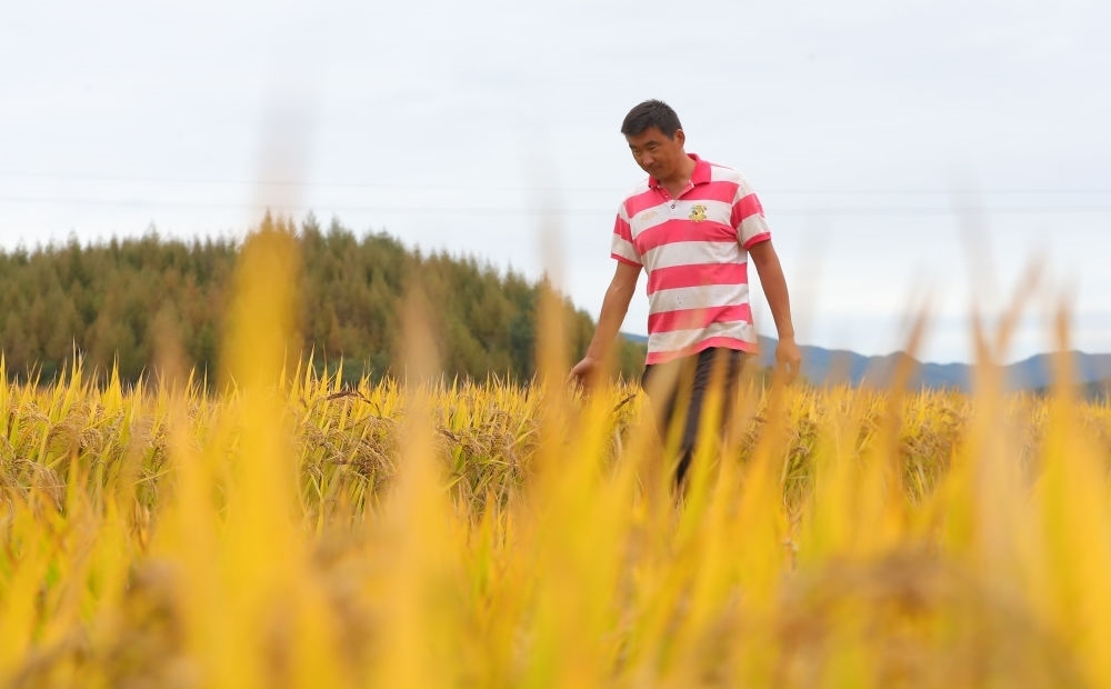 在遼寧省撫順市新賓滿族自治縣新賓鎮(zhèn)的水稻田里，農(nóng)民丁輝查看水稻成熟情況（2023年9月25日攝）。新華社記者 楊青 攝