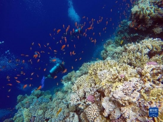  10月2日，人們在埃及西奈半島達哈布藍洞內(nèi)的珊瑚旁深潛。新華社記者 隋先凱 攝