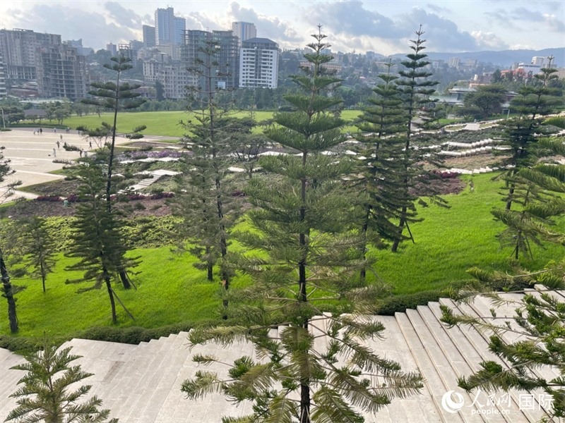 亞的斯亞貝巴友誼廣場的南洋杉。人民網(wǎng)記者 趙艷紅攝