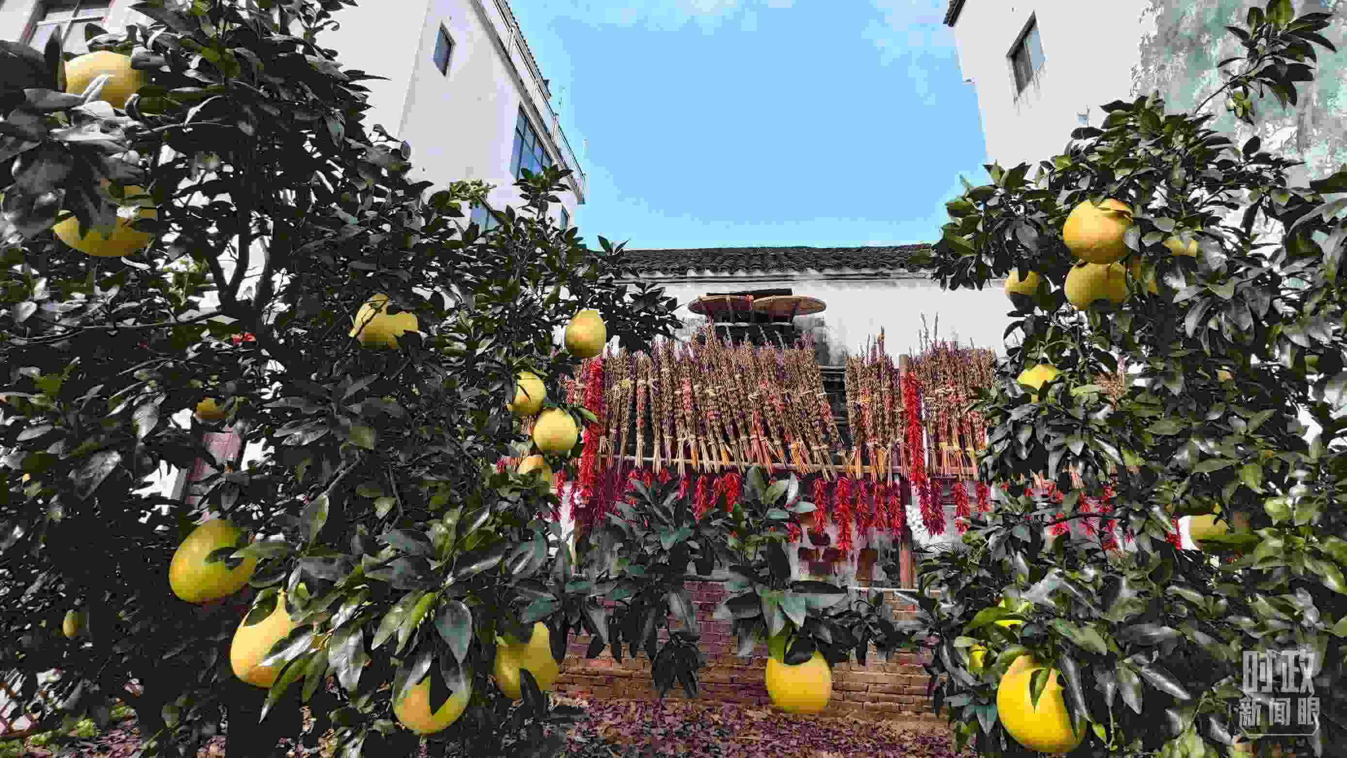 △石門村農(nóng)家小院里碩果累累。（總臺央視記者許永松拍攝）