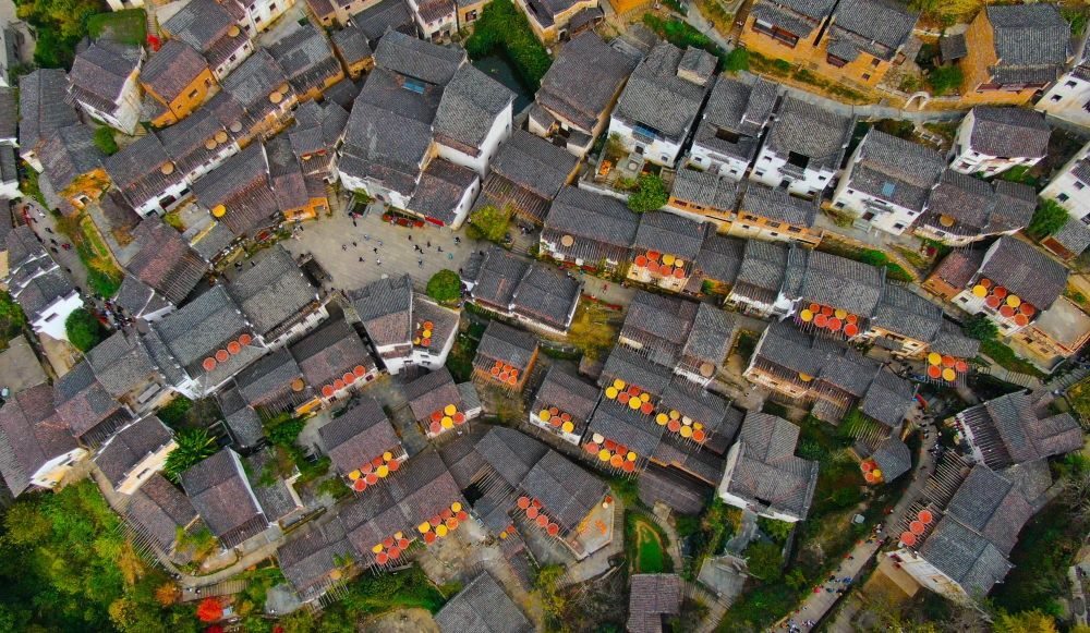 這是婺源縣江灣鎮(zhèn)篁嶺村的曬秋景象（2019年11月7日攝）。