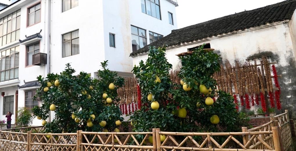 近日在江西省上饒市婺源縣秋口鎮(zhèn)王村石門自然村拍攝的馬家柚。新華社記者 胡晨歡 攝