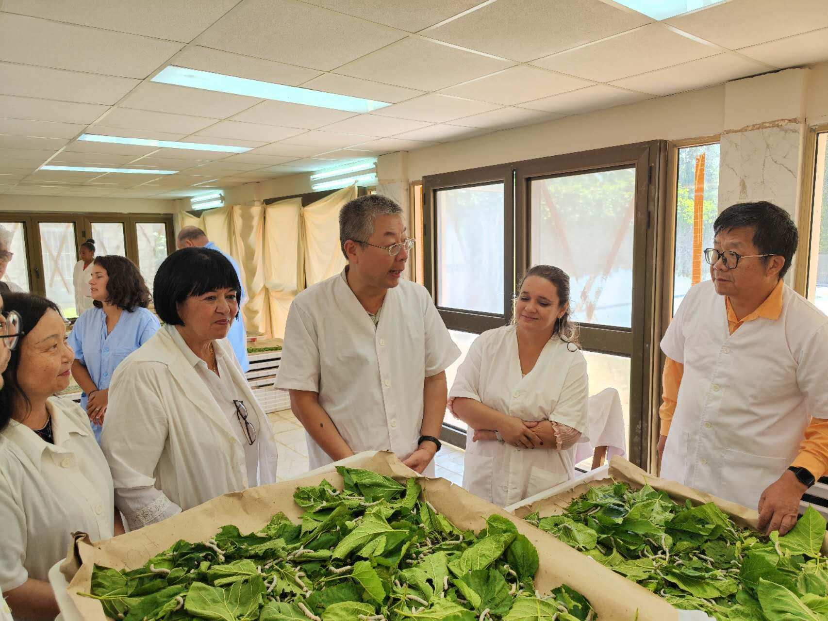 2023年5月23日，中國駐古巴大使馬輝考察古中蠶?？萍己献髦行?。來源：中國駐古巴大使館官網