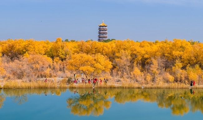 胡楊林金碧耀眼。蘭州局集團(tuán)公司融媒體中心供圖