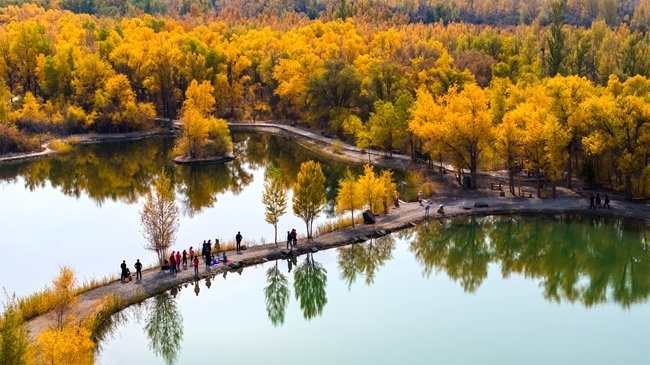 胡楊林金碧耀眼。蘭州局集團(tuán)公司融媒體中心供圖