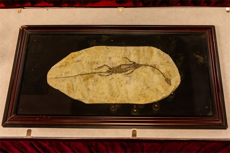 潛龍化石。國家文物局供圖