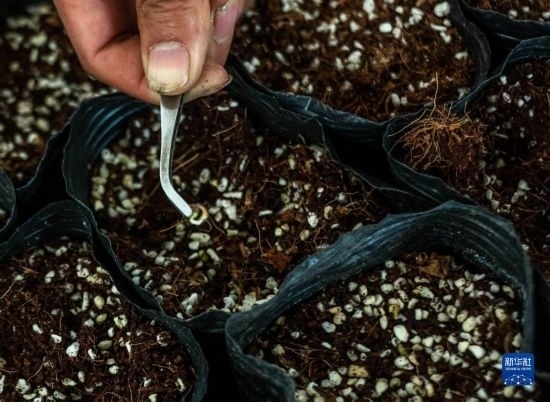 云南錦科花卉工程研究中心里已經(jīng)發(fā)芽的太空種子（4月3日攝）。