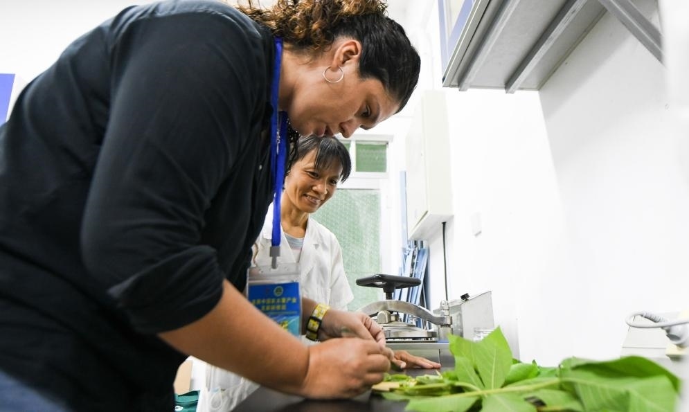 9月17日，來自哥倫比亞的研修班學員埃文·奧拉亞（左）在中國專家的指導(dǎo)下學習實操木薯組培快速繁育技術(shù)。
