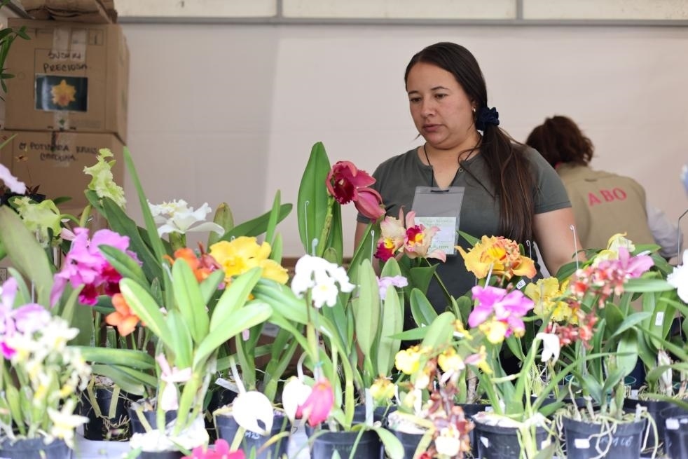 9月14日至17日，哥倫比亞首都波哥大舉辦蘭花展。