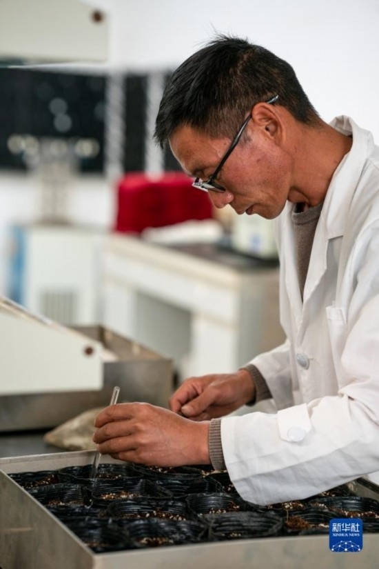 技術(shù)員田連通在實驗室播種太空種子（4月3日攝）。