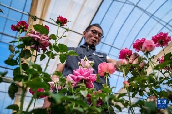 在云南省安寧市現(xiàn)代農(nóng)業(yè)園區(qū)玫瑰種植示范園，技術(shù)員田連通觀察玫瑰花（10月20日攝）。