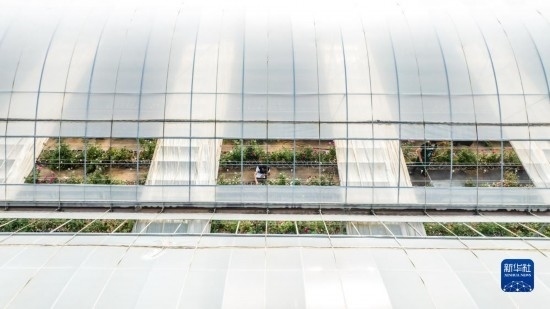 云南省安寧市現(xiàn)代農(nóng)業(yè)園區(qū)玫瑰種植示范園一景（無人機(jī)照片，10月20日攝）。