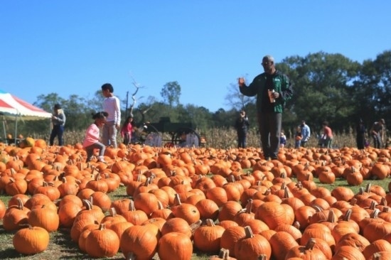  2020年10月31日，在美國新奧爾良市，人們在南瓜農場里玩耍。新華社發(fā)（魏蘭攝）