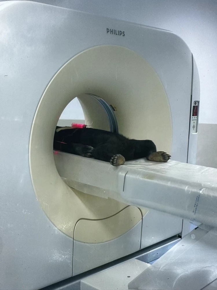 長(zhǎng)隆野生動(dòng)物世界的動(dòng)物醫(yī)院內(nèi)，馬來(lái)熊在做核磁共振檢查。人民網(wǎng)記者 李舫攝