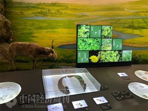  （中醫(yī)藥博物館展出的各類中藥材令人應(yīng)接不暇。中國(guó)經(jīng)濟(jì)周刊記者 郭志強(qiáng) 攝）