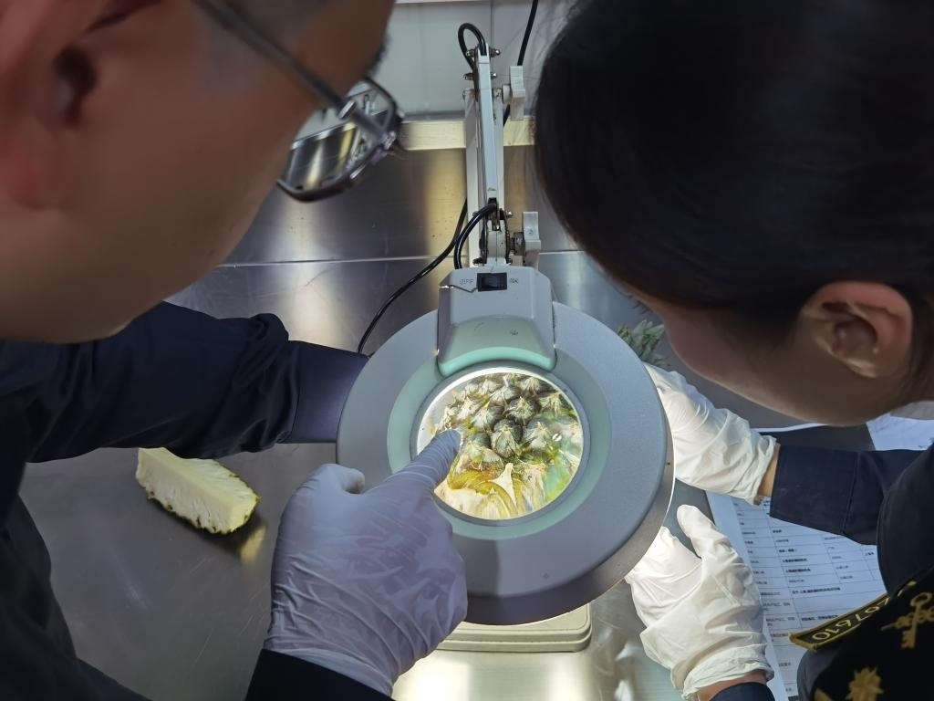 11月3日，上海海關(guān)關(guān)員對首批入境中國、參展第六屆進(jìn)博會的貝寧菠蘿進(jìn)行檢驗檢疫。新華社記者 吳宇 攝