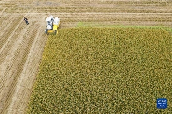 11月4日，在南通市通州區(qū)十總鎮(zhèn)育民村農(nóng)場(chǎng)，一臺(tái)設(shè)置好參數(shù)的無(wú)人收割機(jī)在工作中（無(wú)人機(jī)照片）。