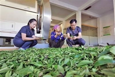  圖③：蒼梧法院六堡法庭法官深入茶企了解企業(yè)生產(chǎn)經(jīng)營(yíng)情況。